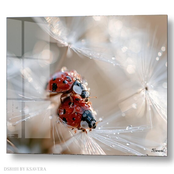 Wall Art Print – Two Red Ladybugs - Dandelion - Summer Macro Photography - acrylic, metal, canvas – DS0811H