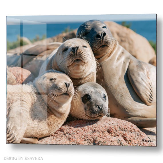 Wall Art Print – Cute Harbor Seals Family Sunbathing - Coastal Photography - acryl, metal, canvas – DS0811G