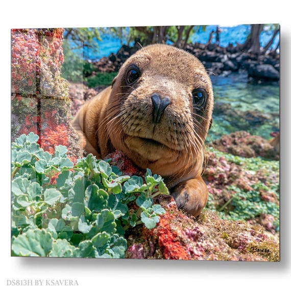 Wall Art Print – Galapagos Sea Lion Pup - Coastal Sealife Photography - acrylic, metal, canvas – DS0813H