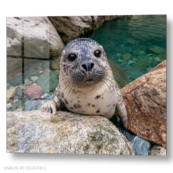 Wall Art Print – Harbor Seal Pup - Coastal Rocks - Sealife Photography - acryl, metal, canvas – DS0813E