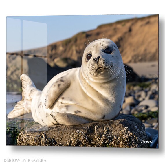 Wall Art Print – Cute Harbor Seal Pup Resting - Coastal Photography - acryl, metal, canvas – DS0810W
