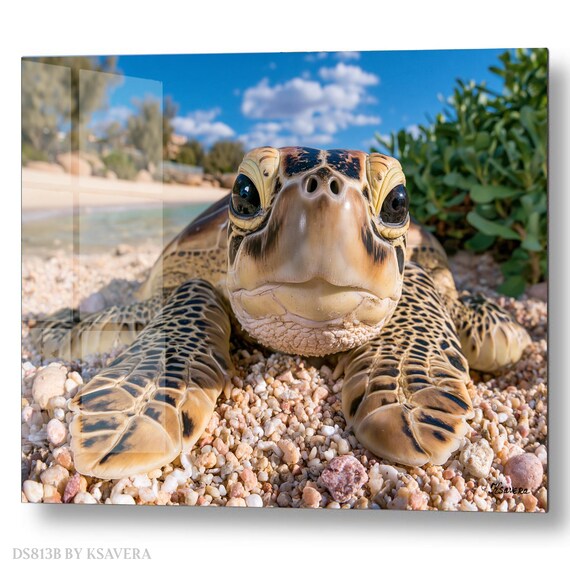Wall Art Print – Cute Sea Turtle - Sandy Beach - Sealife Photography - acryl, metal, canvas – DS0813B
