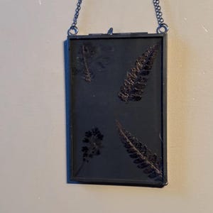 Puede incluir: Un marco de cristal rectangular con un borde fino de metal negro, suspendido por una cadena de metal negro a juego. El marco contiene un fondo negro sólido con cuatro especímenes botánicos de helechos y hojas prensadas.