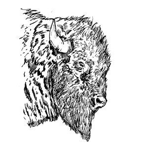 Buffalo Pen and Ink Drawing Art Print 7 x 5 inch