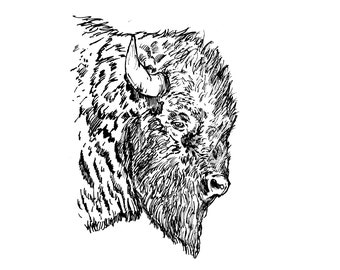 Buffalo Pen and Ink Drawing Art Print 7 x 5 inch
