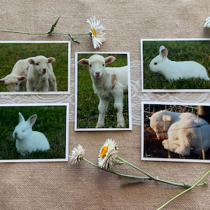 May include: Five 4x6 inch photographs of baby animals. Two white lambs, one standing and one lying down. Two white rabbits, one sitting and one lying down. One white lamb standing with brown spots.