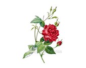 Red Rose Redoute Reproduction Fabric Crazy Quilt Block Free Shipping World Wide (R22