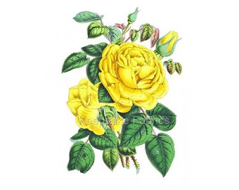 Fabric Block Vintage Yellow Roses Quilting Sewing Crafting (35H