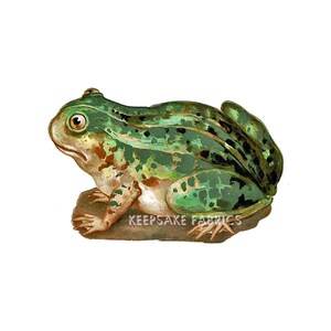 May include: A green frog with brown spots and stripes sitting on a brown surface. The frog has large, black eyes and a wide mouth. The frog is facing to the right.