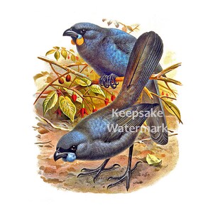 May include: Two blue and black birds with yellow markings on their beaks are perched on a branch. The bird on the left is perched on the branch, while the bird on the right is standing on the ground. The birds are surrounded by green leaves and red berries.