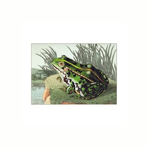 May include: A green and black frog with yellow eyes sits on a rock near a pond. The frog has a green body with black spots and a yellow stripe down its back. The frog is surrounded by green reeds.