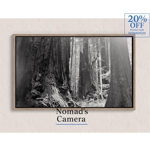 Redwood Giants Photography Print, Black and White Ancient Forest Wall Art, California Redwoods Nature Decor | Printable Landscape Photo, 72