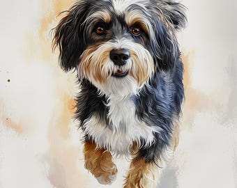 May include: A black, white, and brown dog with a fluffy coat is looking at the camera. The dog is walking towards the camera. The dog's name is Alfred.