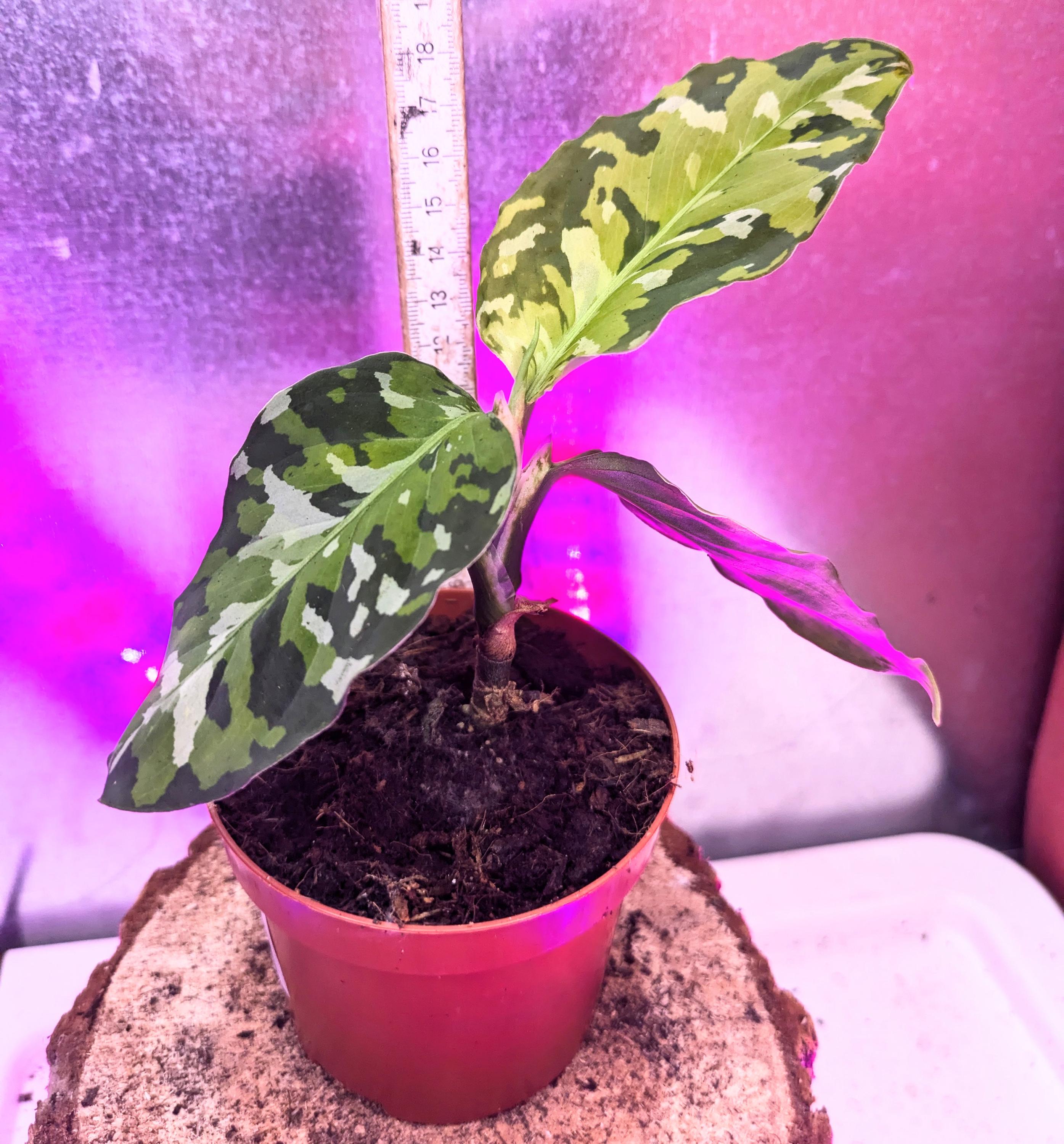 アグラオネマピクタム Aglaonema pictum 高 品質