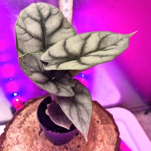 Alocasia silver dragon