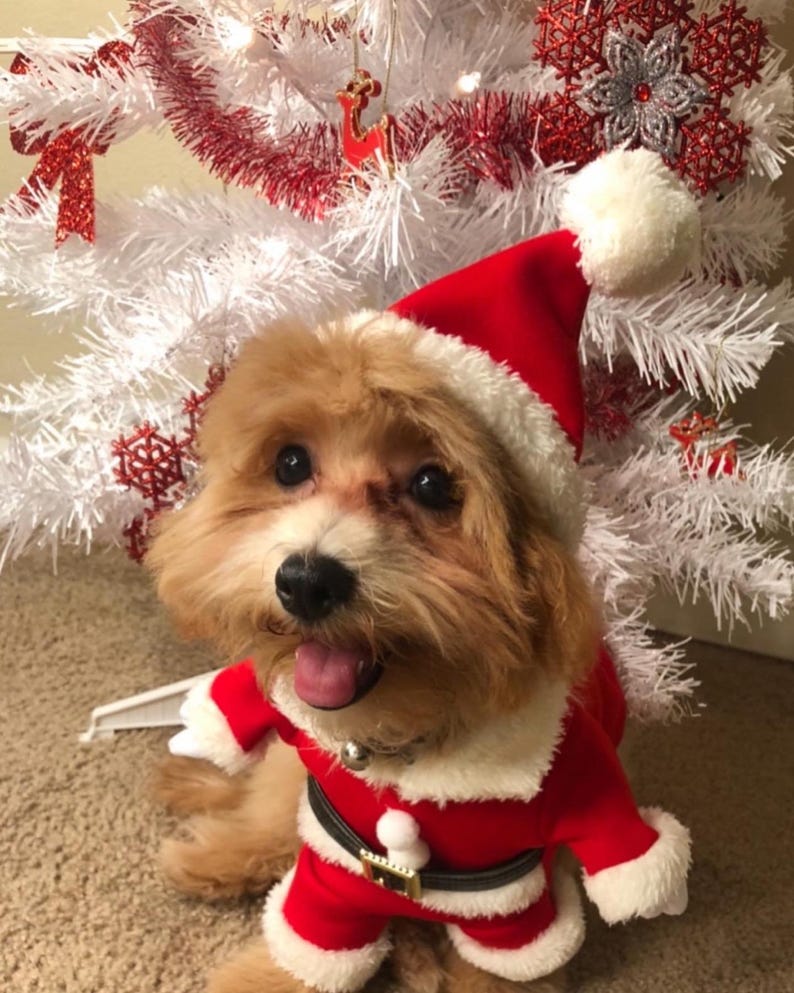 Santa Dog Costume Festive Christmas Pet Outfit With Hat Etsy — free download