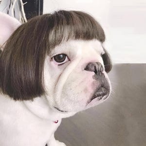 Pet Halloween Costume for Dogs & Cats - Funny Pet Wig – Hilarious Costume Wig – Pet Wig for Parties and Photos - Trimmable Pet Wig