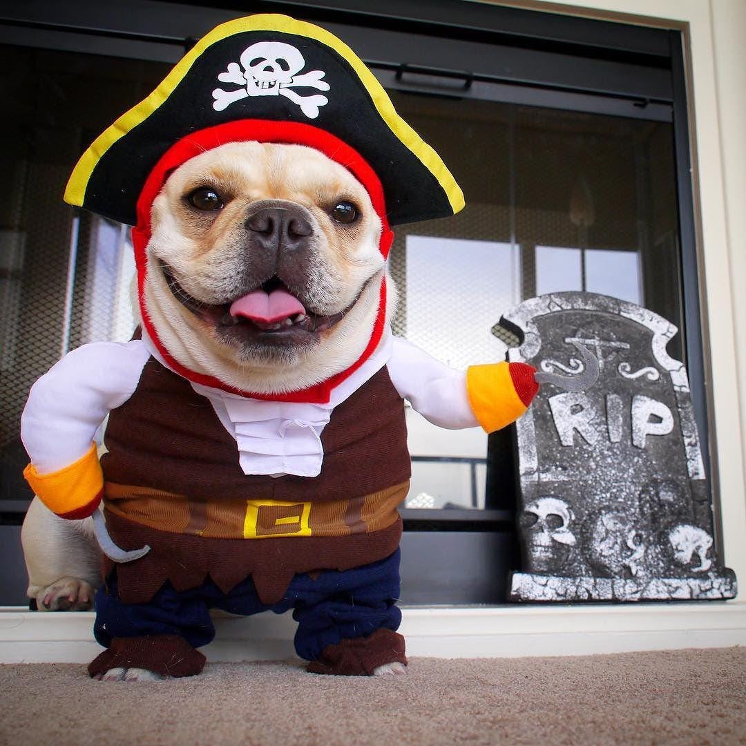 Funny Pirate Pet Costume Halloween Outfit for Dogs Cats