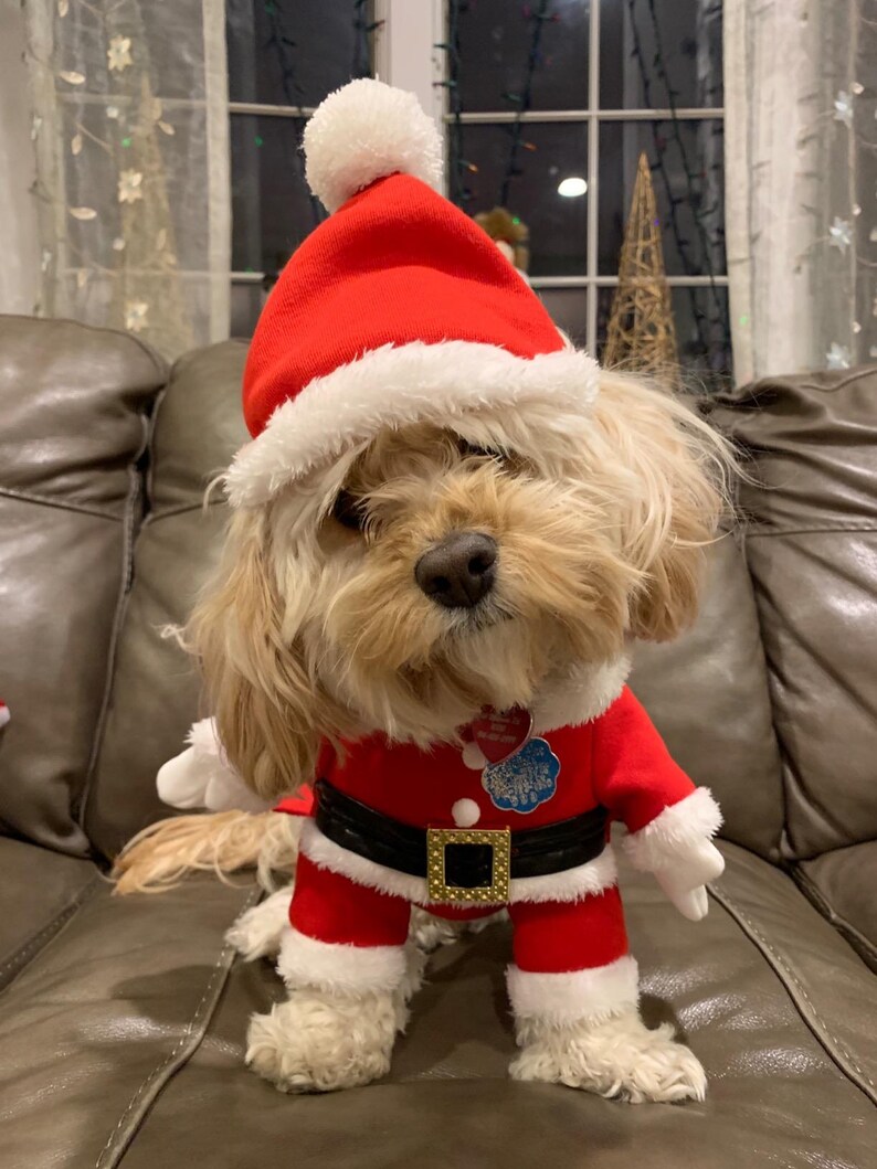 Santa Dog Costume Festive Christmas Pet Outfit With Hat Etsy — free download