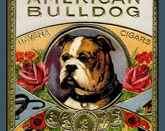 american bulldog gear