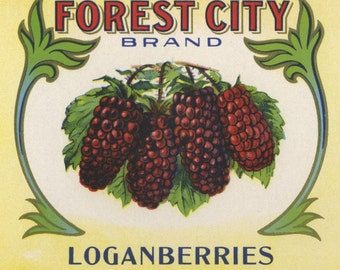 FOREST CITY Loganberries can label, Calvert deco Omaha