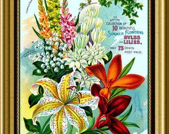 Lily Garden Vintage Flowers Seed Packet Catalog Advertisement Large Refrigerator Magnet