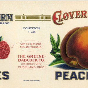 11 Vintage Fruit Cannery Labels image 2