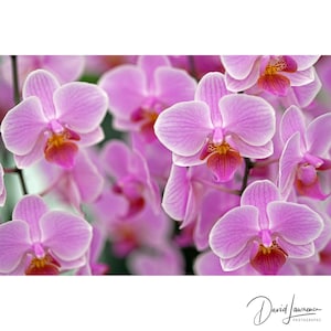 Pink Purple Orchid Wall Art : Botanical Orchid Print