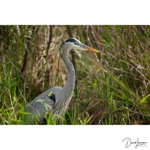 Elegant blue heron portrait in tall grasses : Wild Bird Photography Wall Art