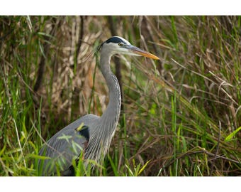 Elegant blue heron portrait in tall grasses : Wild Bird Photography Wall Art