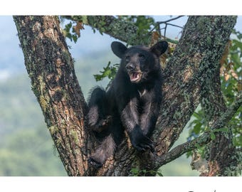 Impresión fotográfica de un cachorro de oso negro: arte lúdico de la vida silvestre