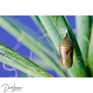 May include: A close-up photograph of a chrysalis, suspended from a green plant stem. The chrysalis is a mix of brown and green, with visible segments. The background is a soft blue, with green plant leaves.