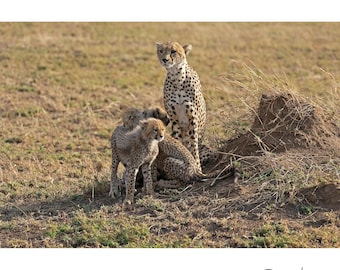 Guepardo con cachorros en un termitero: Impresión fotográfica de vida silvestre en un safari del Serengeti