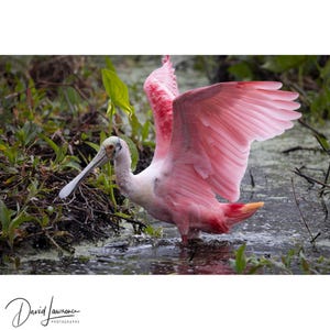 Könnte beinhalten: Ein Rosapelikan im Wasser mit ausgebreiteten Flügeln. Der Vogel hat leuchtend rosa Gefieder, einen weißen Kopf und einen langen, löffelförmigen Schnabel. Der Hintergrund zeigt üppige grüne Vegetation und dunkles Wasser.