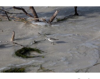 Sandpiper at the Shore – Honeymoon Island Beach Photography Print