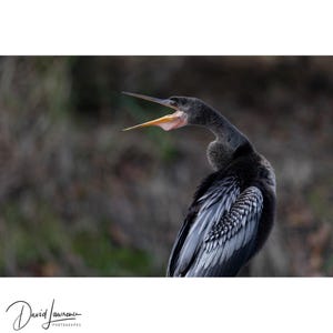 Op de afbeelding: Een close-up foto van een slangenhalsvogel met open snavel. De vogel heeft donkere veren met grijze en witte patronen op de vleugels. De achtergrond is wazig, met groene en bruine tinten.