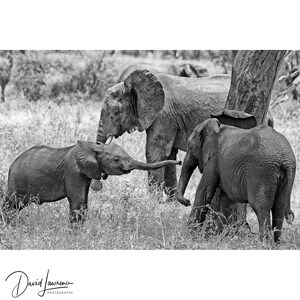 Op de afbeelding: Zwart-witfoto van drie olifanten in een grasveld. Een babyolifant reikt met zijn slurf naar een andere olifant. De andere twee olifanten zijn groter, met één die bij een boom staat.