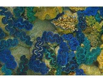 Blue Maxima Clam Photograph: Abstract Ocean Art, Tropical Underwater Print