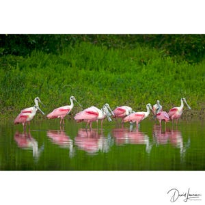 Odbitka z różową łyżką: Fotografia ptaków z Everglades na Florydzie, sztuka ścienna z motywem wybrzeża