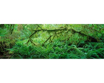 Arte mural panorámico de la selva tropical de Hoh: Fotografía de árboles con helechos y musgo, impresión de la naturaleza de Washington