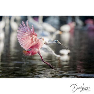 Grafika przedstawiająca łyżkodzioba różowego: Fotografia ptaków z Everglades na Florydzie, sztuka ścienna z motywem wybrzeża