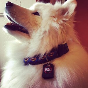 May include: A white dog with a blue and black collar with a Superman logo. The dog is wearing a black tag with the text "BSL" in white letters with a red slash through it.