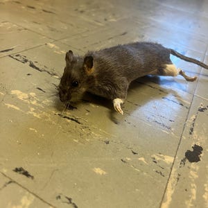 Puede incluir: Una rata gris oscura con una cola larga y orejas peque&ntilde;as yace sobre un suelo gris claro. El pelaje de la rata es una mezcla de gris oscuro y claro, y sus patas son visibles. El suelo tiene un aspecto desgastado.