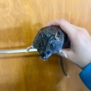 Puede incluir: Primer plano de una rata gris con largos bigotes. La rata est&aacute; siendo sostenida en una mano, con sus peque&ntilde;as patas visibles. El fondo es una superficie de madera.
