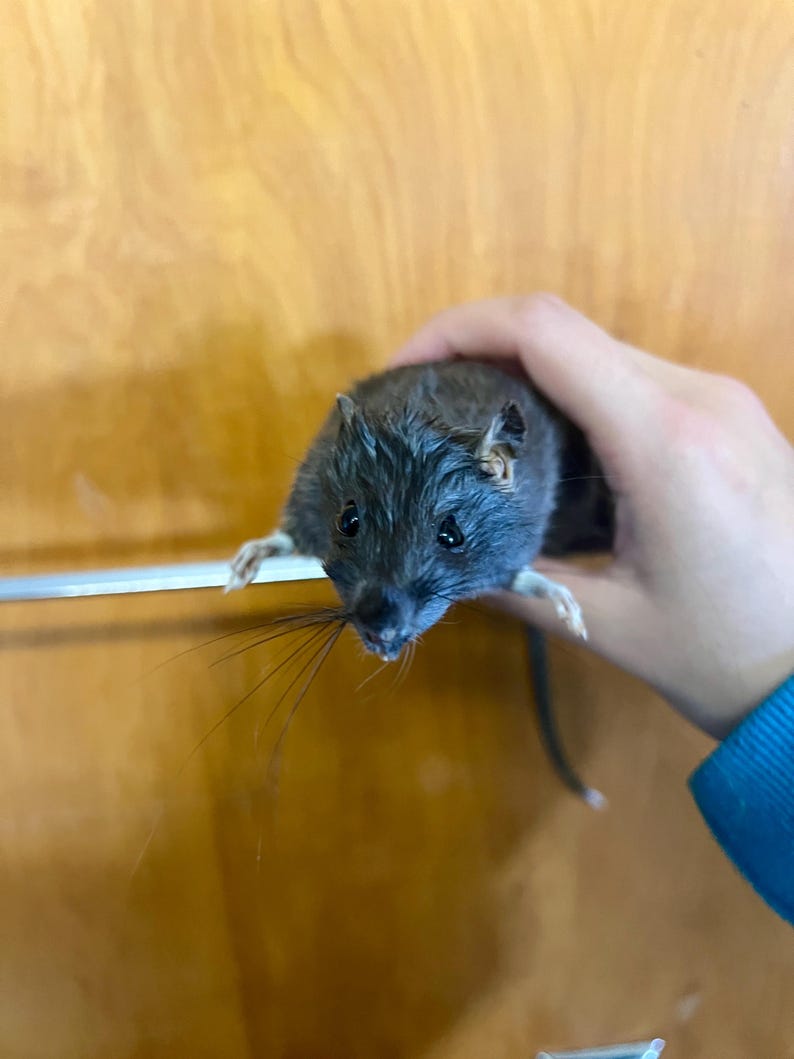 Puede incluir: Primer plano de una rata gris con largos bigotes. La rata est&aacute; siendo sostenida en una mano, con sus peque&ntilde;as patas visibles. El fondo es una superficie de madera.