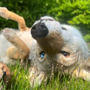 Puede incluir: Un peluche de lobo gris claro y marr&oacute;n claro tumbado en hierba verde, con un ojo azul y otro marr&oacute;n. El lobo est&aacute; boca arriba, con las patas en el aire. El fondo es follaje verde borroso.