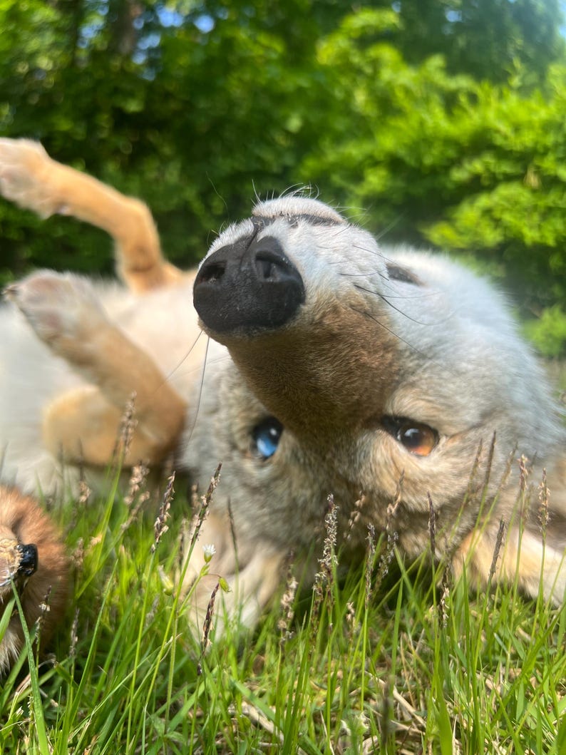 Puede incluir: Un peluche de lobo gris claro y marr&oacute;n claro tumbado en hierba verde, con un ojo azul y otro marr&oacute;n. El lobo est&aacute; boca arriba, con las patas en el aire. El fondo es follaje verde borroso.