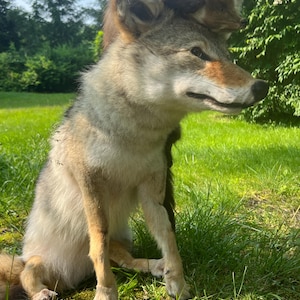 Puede incluir: Un coyote disecado con pelaje marr&oacute;n y gris, de pie en hierba verde. Un animal m&aacute;s peque&ntilde;o, marr&oacute;n, est&aacute; posado sobre su espalda. El coyote tiene una expresi&oacute;n concentrada, con las orejas erguidas. El fondo presenta un exuberante follaje verde y un cielo brillante.