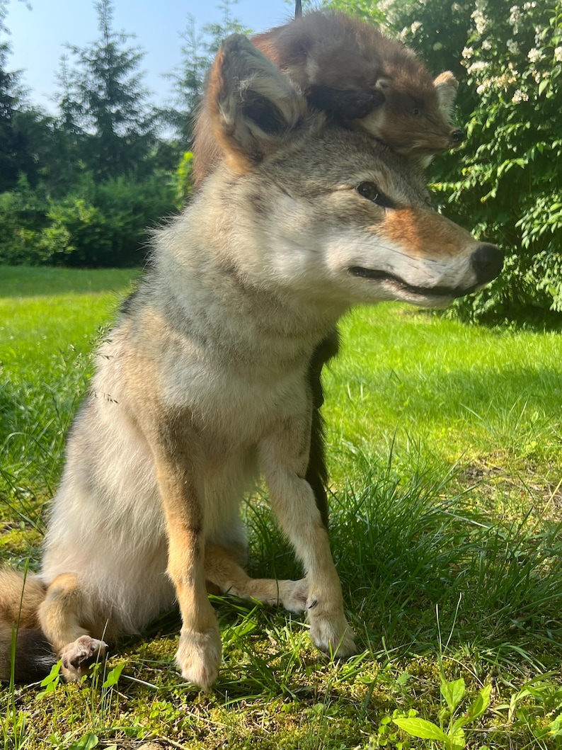 Puede incluir: Un coyote disecado con pelaje marr&oacute;n y gris, de pie en hierba verde. Un animal m&aacute;s peque&ntilde;o, marr&oacute;n, est&aacute; posado sobre su espalda. El coyote tiene una expresi&oacute;n concentrada, con las orejas erguidas. El fondo presenta un exuberante follaje verde y un cielo brillante.