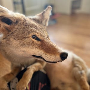 Puede incluir: Un coyote disecado con pelaje marr&oacute;n y marr&oacute;n, con un rostro detallado y una expresi&oacute;n atenta. El coyote est&aacute; en una pose relajada, con su cuerpo parcialmente visible. El fondo est&aacute; borroso, centrando la atenci&oacute;n en el animal.